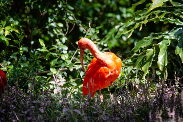 Красный Гуар Является Пелеканиформной Птицей Семействе Threskiornithidae Известен Bis Escarlate — стоковое фото