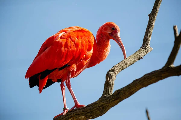 The red guar is a pelecaniform bird in the family Threskiornithidae. It is also known as bis-escarlate, guar-vermelho, guar-rubro and guar-pitanga.