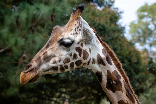 Jirafa Mamífero Artiodáctilo Africano Animal Terrestre Vivo Más Alto Rumiante — Foto de Stock