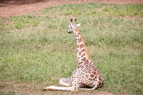 Жираф Является Африканским Млекопитающим Самым Высоким Наземным Животным Самым Крупным — стоковое фото