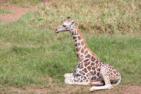 Zürafa Bir Afrika Artiodactyl Memelisidir Yaşayan Uzun Kara Hayvanı Büyük — Stok fotoğraf