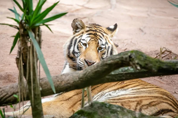 Tigre Siberiano Também Conhecido Como Tigre Amur Uma Das Populações — Fotografia de Stock