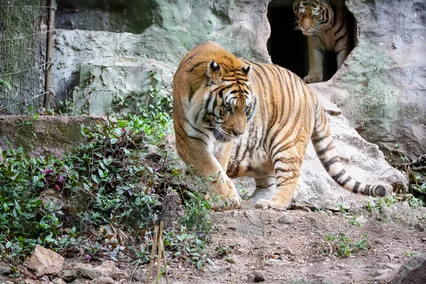 西伯利亚虎 Siberia Ian Tiger 也被称为阿穆尔虎 Amur Tiger 是现存的6个老虎种群之一 牠们是全球最北端及最大的虎群 — 图库照片