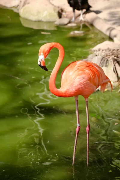 Flamingo, Phoenicopteriformes familyasına ait bir kuştur. Eskiden Ciconiformes tarikatındandı..