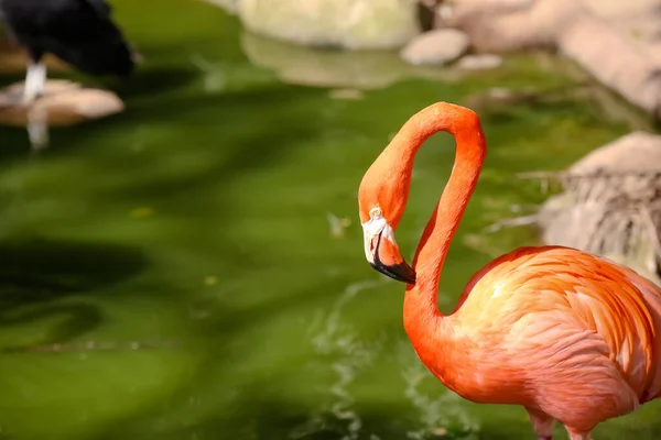 Flamingo Είναι Ένα Πουλί Που Ανήκει Στην Οικογένεια Phoenicopteridae Της — Φωτογραφία Αρχείου