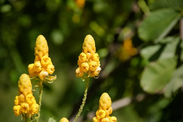 Bela Flor Outono Amarelo Campo — Fotografia de Stock