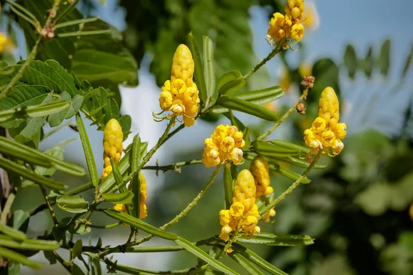 Bela Flor Outono Amarelo Campo — Fotografia de Stock