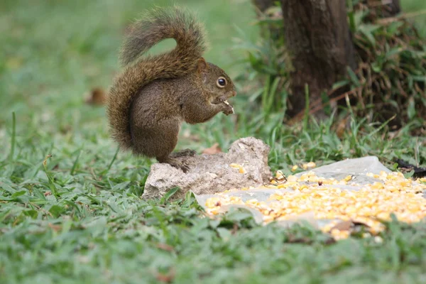 Squirrels belong to a large family of small to medium-sized, rodent mammals known as Sciuridae.