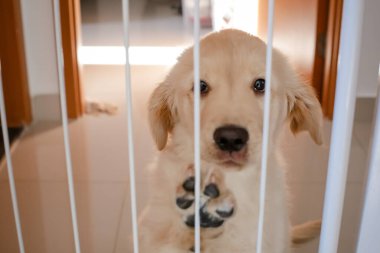 Golden retriever, Büyük Britanya kökenli bir av köpeği türüdür ve su kuşu avlamak için geliştirilmiştir..