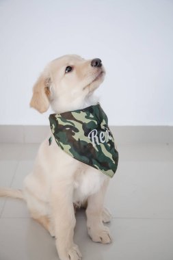 Golden retriever, Büyük Britanya kökenli bir av köpeği türüdür ve su kuşu avlamak için geliştirilmiştir..