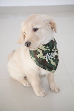 Golden retriever, Büyük Britanya kökenli bir av köpeği türüdür ve su kuşu avlamak için geliştirilmiştir..