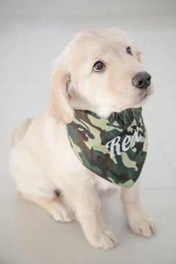 Golden retriever, Büyük Britanya kökenli bir av köpeği türüdür ve su kuşu avlamak için geliştirilmiştir..