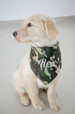 Golden retriever, Büyük Britanya kökenli bir av köpeği türüdür ve su kuşu avlamak için geliştirilmiştir..