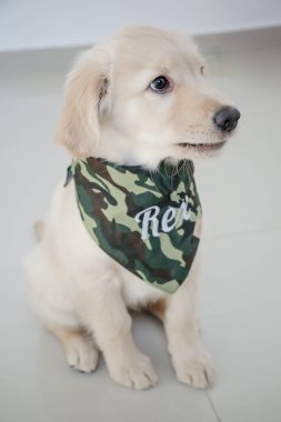 Golden retriever, Büyük Britanya kökenli bir av köpeği türüdür ve su kuşu avlamak için geliştirilmiştir..