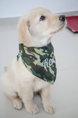 Golden retriever, Büyük Britanya kökenli bir av köpeği türüdür ve su kuşu avlamak için geliştirilmiştir..