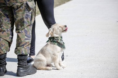 Golden retriever, Büyük Britanya kökenli bir av köpeği türüdür ve su kuşu avlamak için geliştirilmiştir..