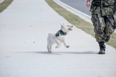 Kırmızı elbiseli ve güneş gözlüklü güzel çocuk Golden Retriever köpeğiyle oynuyor. .