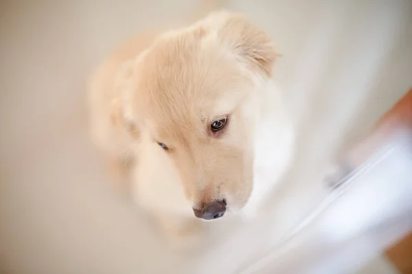 Golden Retriever Una Raza Perro Tipo Retriever Que Originó Gran — Foto de Stock