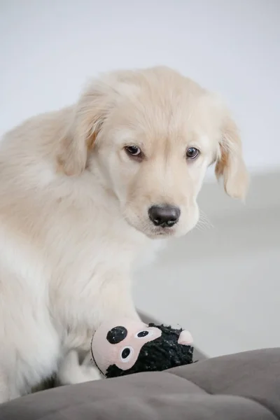 Golden Retriever Een Retriever Type Hondenras Dat Ontstaan Groot Brittannië — Stockfoto