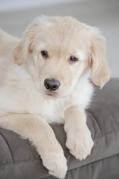 Der Golden Retriever Ist Eine Hunderasse Vom Typ Retriever Die — Stockfoto