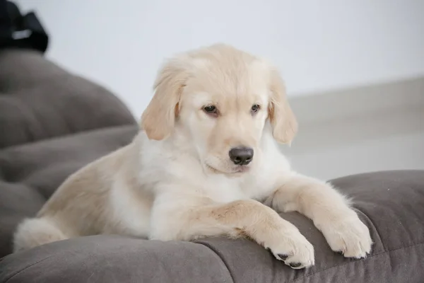 Golden Retriever Uma Raça Cães Tipo Retriever Que Originou Grã — Fotografia de Stock