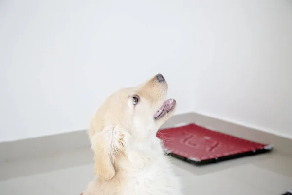 Golden Retriever Una Raza Perro Tipo Retriever Que Originó Gran — Foto de Stock