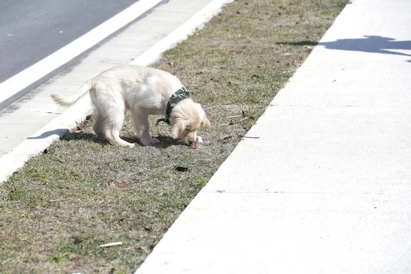 Golden Retriever Büyük Britanya Kökenli Bir Köpeği Türüdür Kuşu Avlamak — Stok fotoğraf