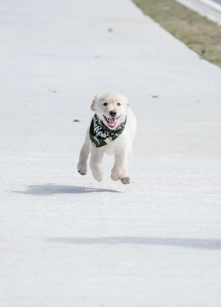 Kırmızı Elbiseli Güneş Gözlüklü Güzel Çocuk Golden Retriever Köpeğiyle Oynuyor — Stok fotoğraf