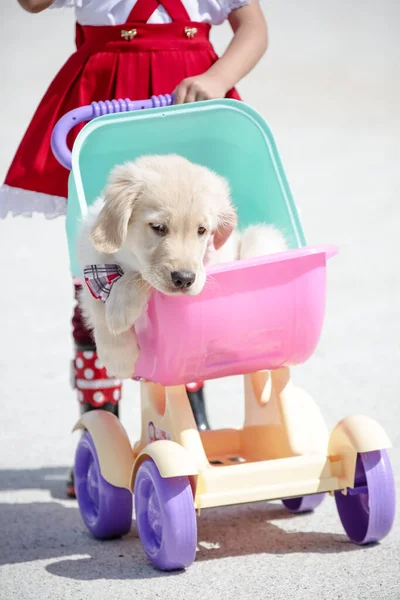 Golden retriever, Büyük Britanya kökenli bir av köpeği türüdür ve su kuşu avlamak için geliştirilmiştir..