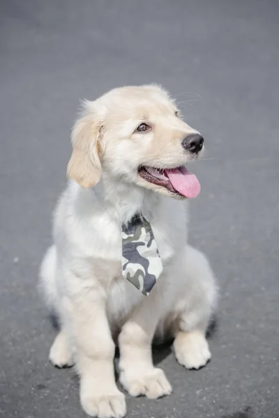 The golden retriever is a retriever-type dog breed that originated in Great Britain, and was developed for hunting waterfowl.