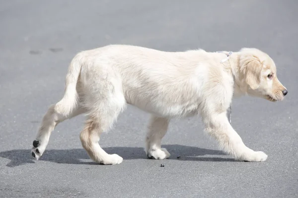 The golden retriever is a retriever-type dog breed that originated in Great Britain, and was developed for hunting waterfowl.