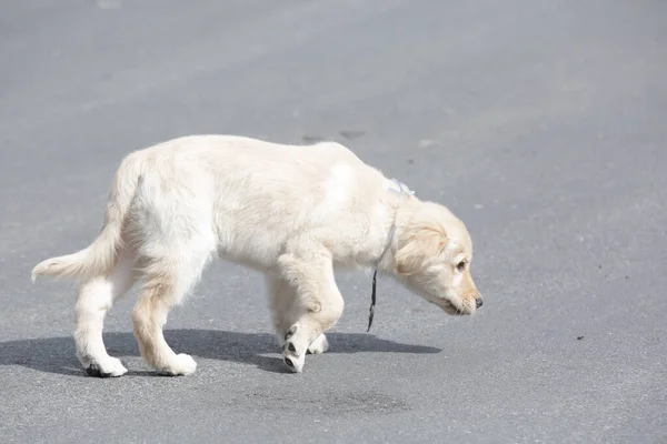 Golden Retriever Büyük Britanya Kökenli Bir Köpeği Türüdür Kuşu Avlamak — Stok fotoğraf