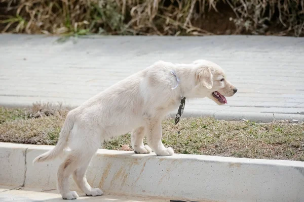 The golden retriever is a retriever-type dog breed that originated in Great Britain, and was developed for hunting waterfowl.