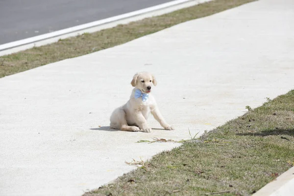 Golden Retriever Büyük Britanya Kökenli Bir Köpeği Türüdür Kuşu Avlamak — Stok fotoğraf