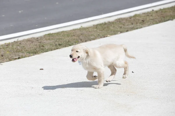 The golden retriever is a retriever-type dog breed that originated in Great Britain, and was developed for hunting waterfowl.