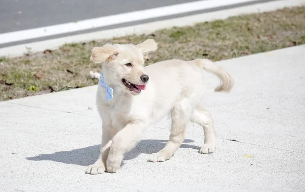 The golden retriever is a retriever-type dog breed that originated in Great Britain, and was developed for hunting waterfowl.