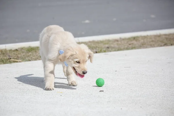 The golden retriever is a retriever-type dog breed that originated in Great Britain, and was developed for hunting waterfowl.