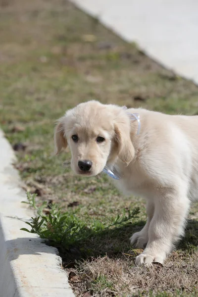 The golden retriever is a retriever-type dog breed that originated in Great Britain, and was developed for hunting waterfowl.