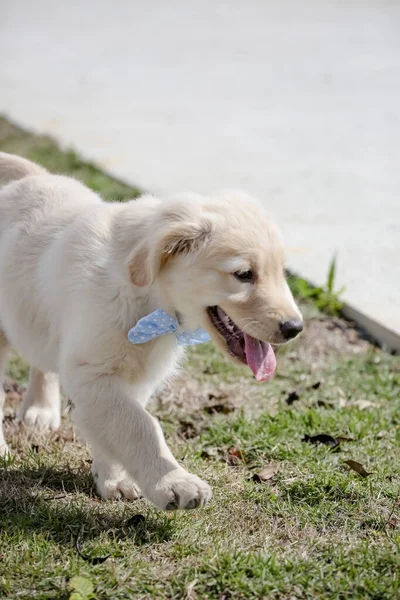 Golden Retriever Retriever Type Dog Breed Originated Great Britain Developed — Stock Photo, Image