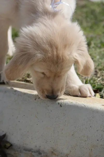 Golden Retriever Una Razza Canina Tipo Retriever Originaria Della Gran — Foto Stock