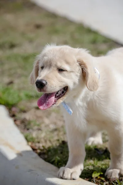 Golden Retriever Una Raza Perro Tipo Retriever Que Originó Gran — Foto de Stock