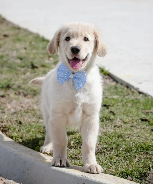 The golden retriever is a retriever-type dog breed that originated in Great Britain, and was developed for hunting waterfowl.