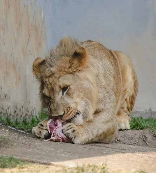Lev Druh Masožravého Savce Rodu Panthera Čeledi Felidae — Stock fotografie