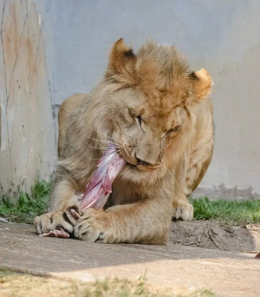 Leeuw Een Vleesetend Zoogdier Uit Familie Van Felidae — Stockfoto