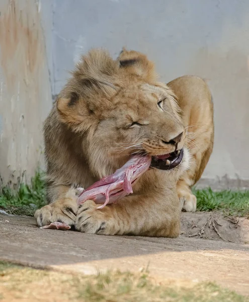 Lev Druh Masožravého Savce Rodu Panthera Čeledi Felidae — Stock fotografie