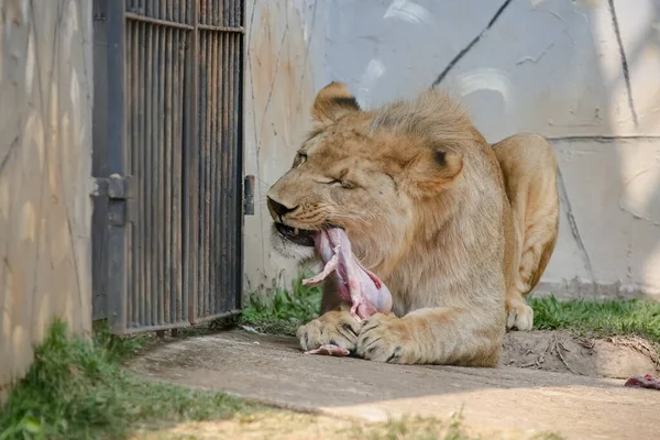 Panthera Uma Espécie Mamífero Carnívoro Família Felidae — Fotografia de Stock