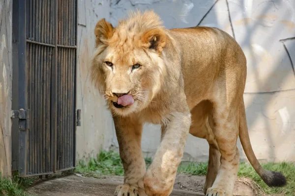 Singa Adalah Spesies Mamalia Karnivora Dari Genus Panthera Dan Famili — Stok Foto