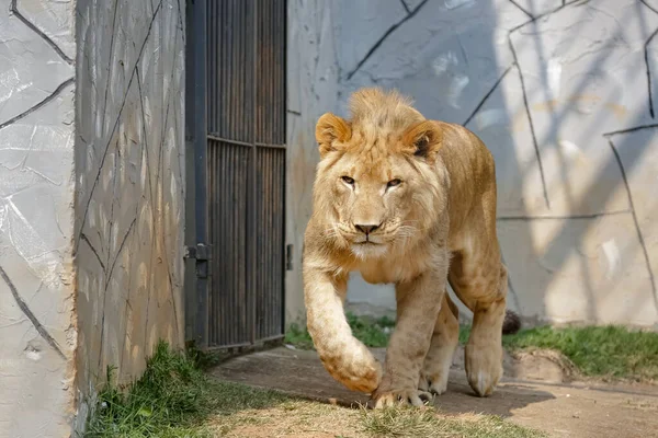 Oroszlán Panthera Nemhez Felidae Családhoz Tartozó Húsevő Emlős Faj — Stock Fotó