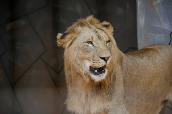 Der Löwe Ist Eine Spezies Fleischfressender Säugetiere Der Gattung Panthera — Stockfoto
