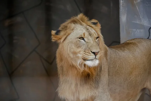 Leeuw Een Vleesetend Zoogdier Uit Familie Van Felidae — Stockfoto